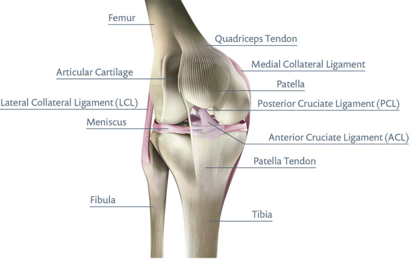 Knee ligaments